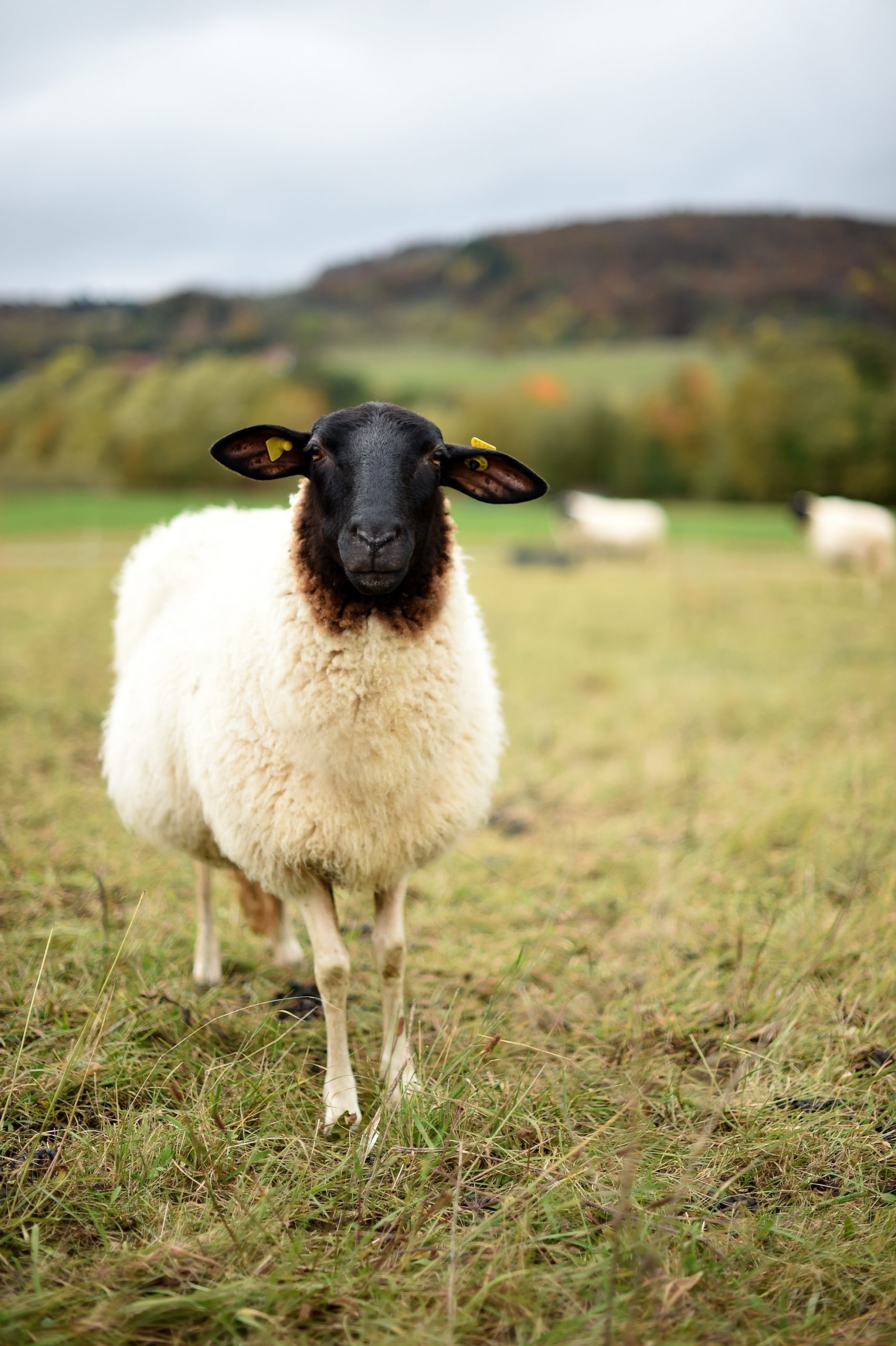 1 Rhönschaf Marzena Seidel photoebene de Fladungen Rhön